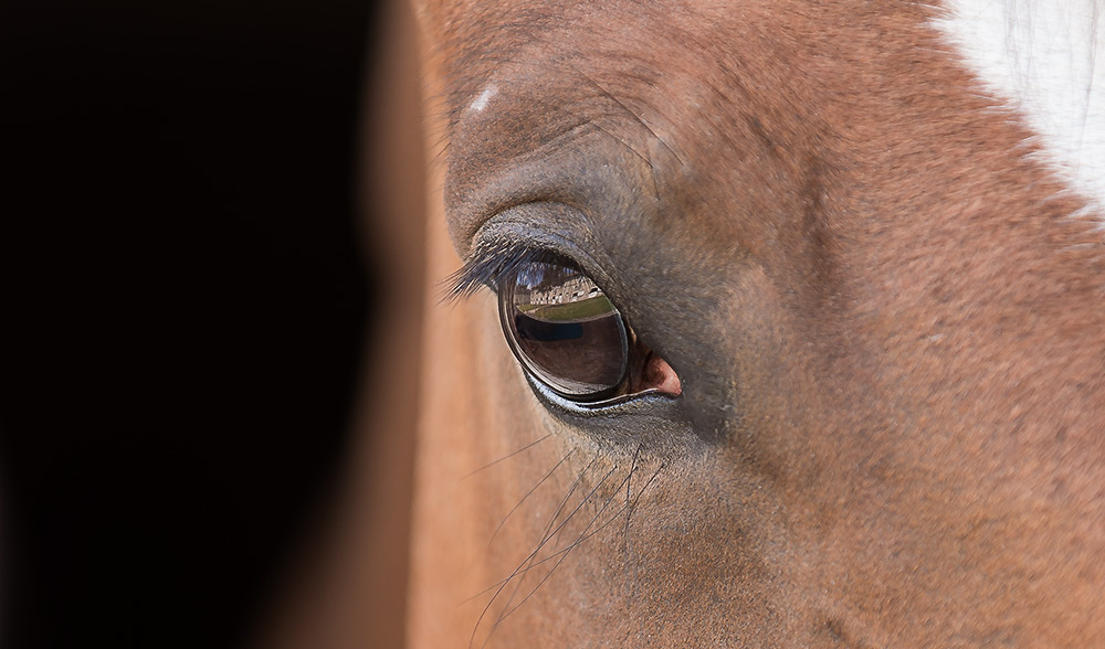 photographie equestre portrait