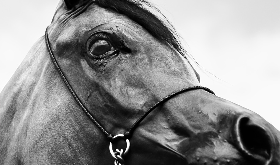 photographe chevaux