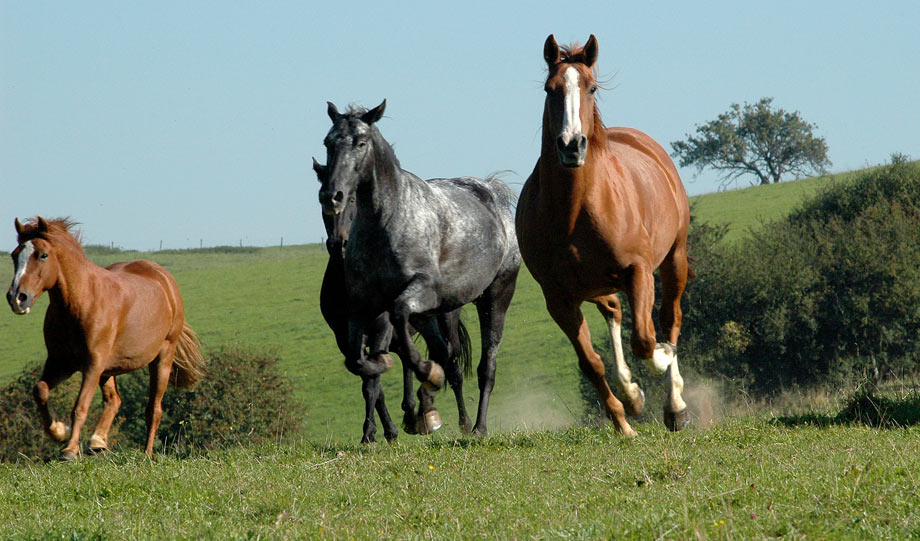 photographe equestre