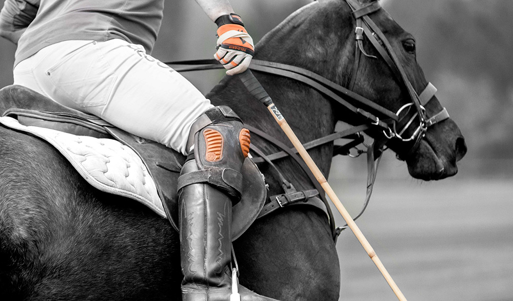 chevaux polo photo