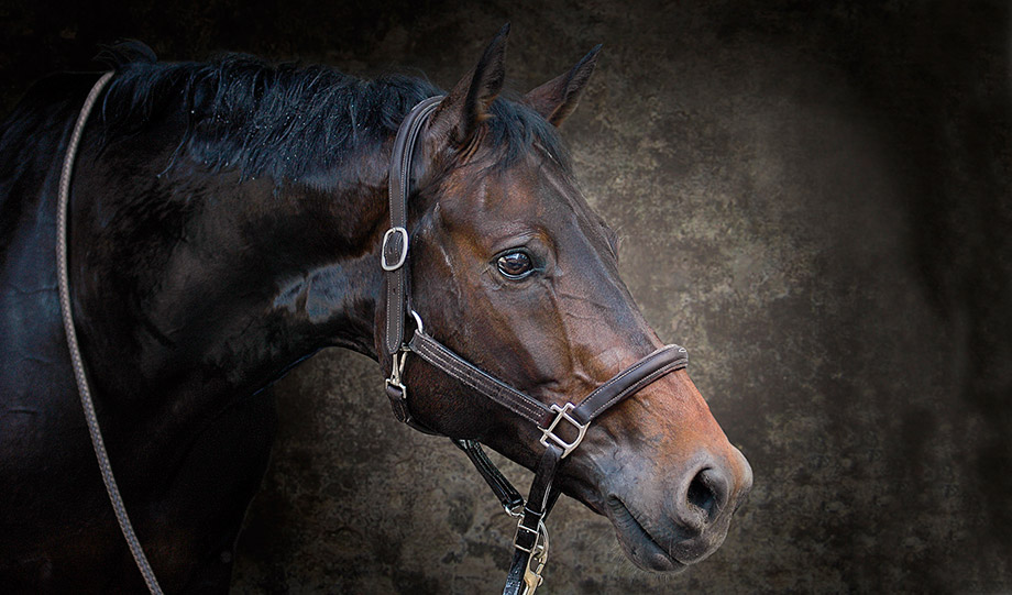 cheval portrait photo