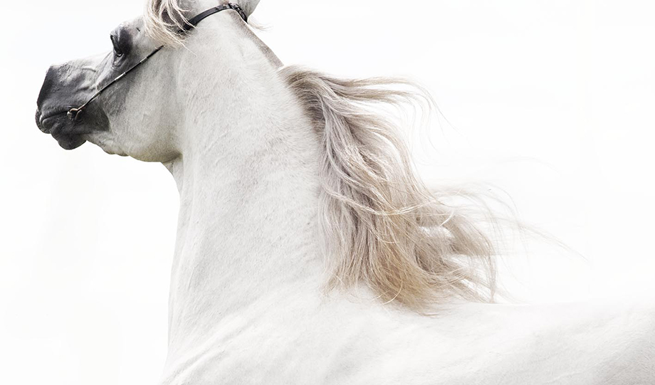 photographe equestre chantilly oise